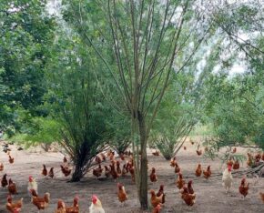 Kippen scharrelen tussen jonge bomen en struiken in een uitloopgebied.
