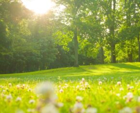Zonnige parkweide met bomen en witte bloemen.