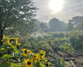 Tuin met zonnebloemen, groentebedden en bomen in de ochtendzon.