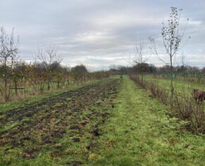 Grasstrook met jonge bomen en struiken langs een akker in een agroforestry-perceel.