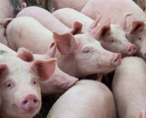 Groep roze varkens dicht bij elkaar in een stal.