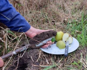 Hand met schop vol aarde naast een bord met gesneden peren op gras.