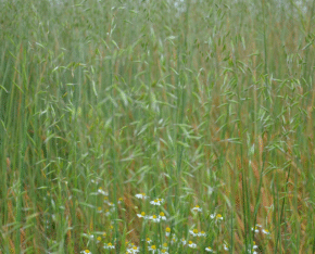 Groen veld met lange grassprieten en enkele witte bloemen.