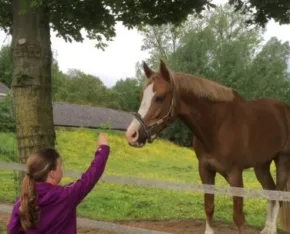 Meisje reikt naar een bruine paard achter een hek in een weiland.
